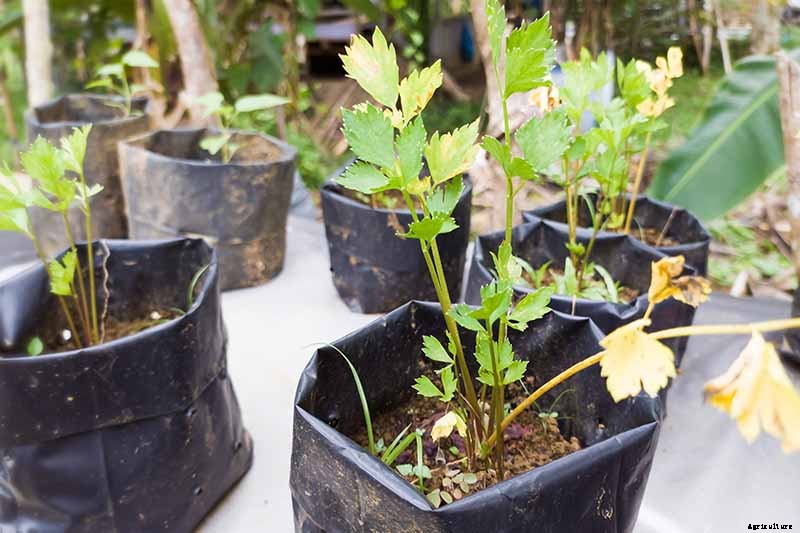 7 Reasons Why Homegrown Celery May Be Skinny