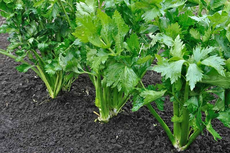 7 Reasons Why Homegrown Celery May Be Skinny