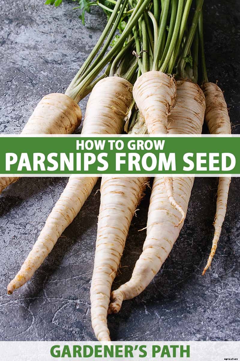 How to Grow Parsnips From Seed