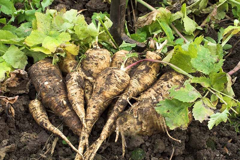 How to Grow Parsnips From Seed
