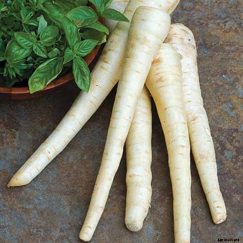 How to Grow Parsnips From Seed