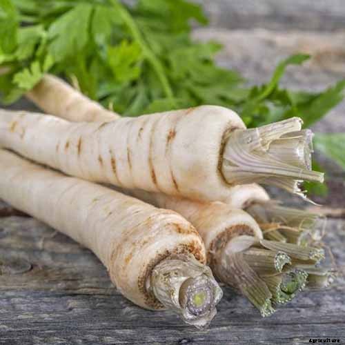 How to Grow Parsnips From Seed