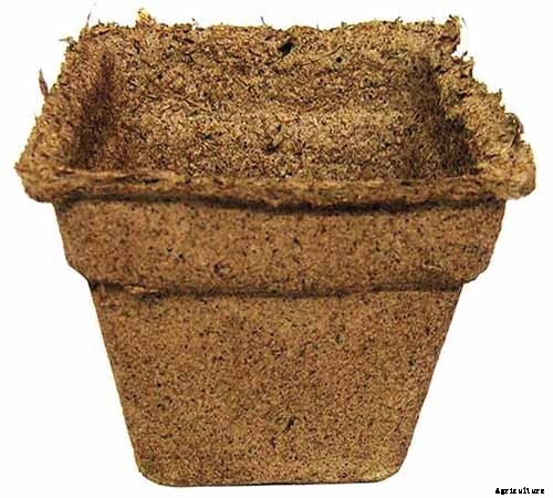 How to Grow Parsnips From Seed