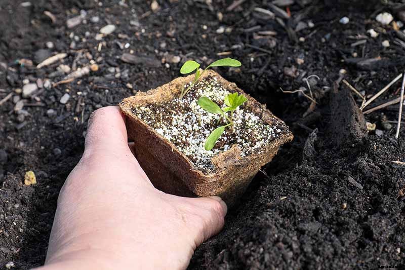 How to Grow Parsnips From Seed