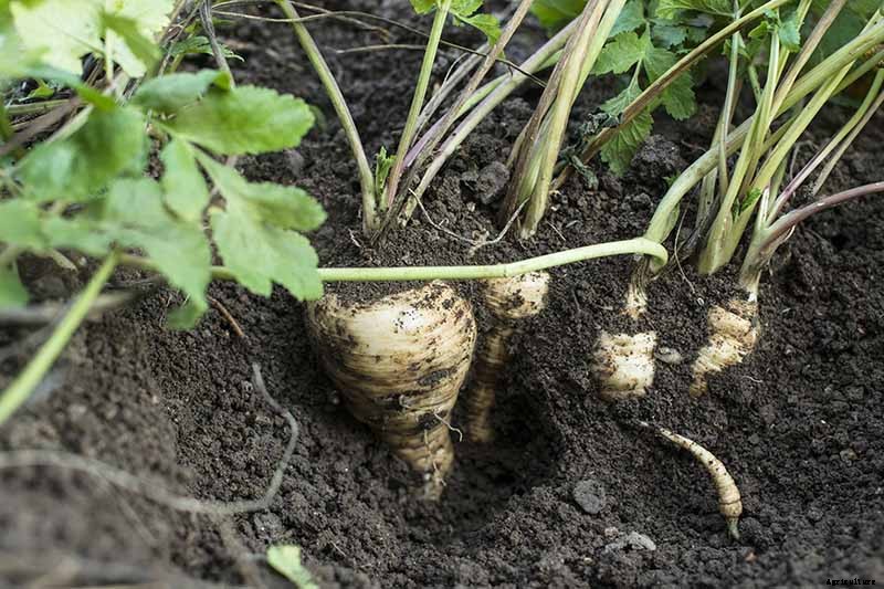 How to Grow Parsnips From Seed