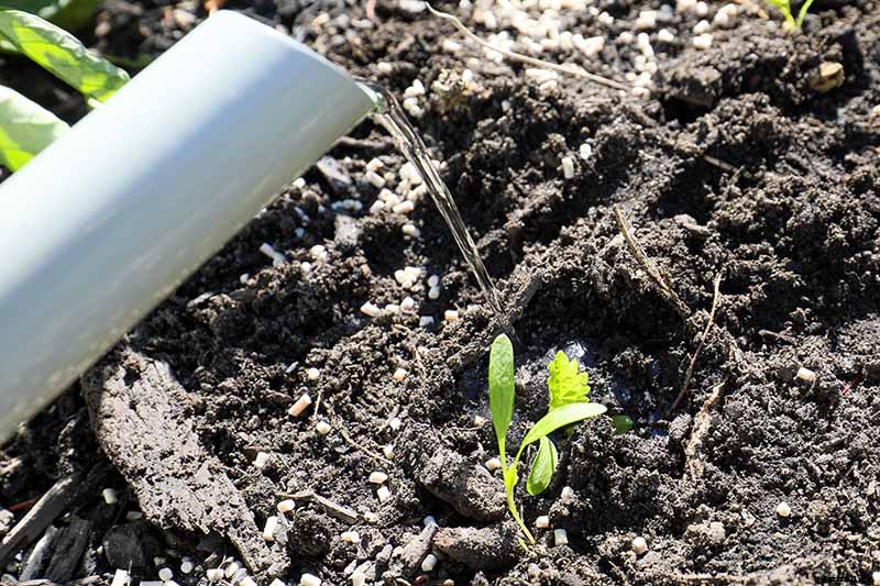 How to Grow Parsnips From Seed