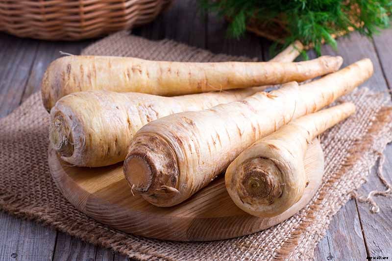 How to Grow Parsnips From Seed
