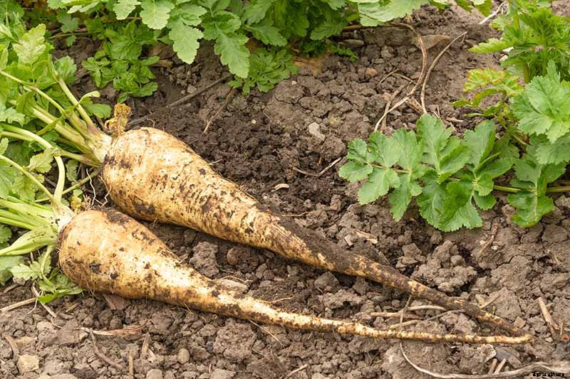 How to Grow Parsnips From Seed