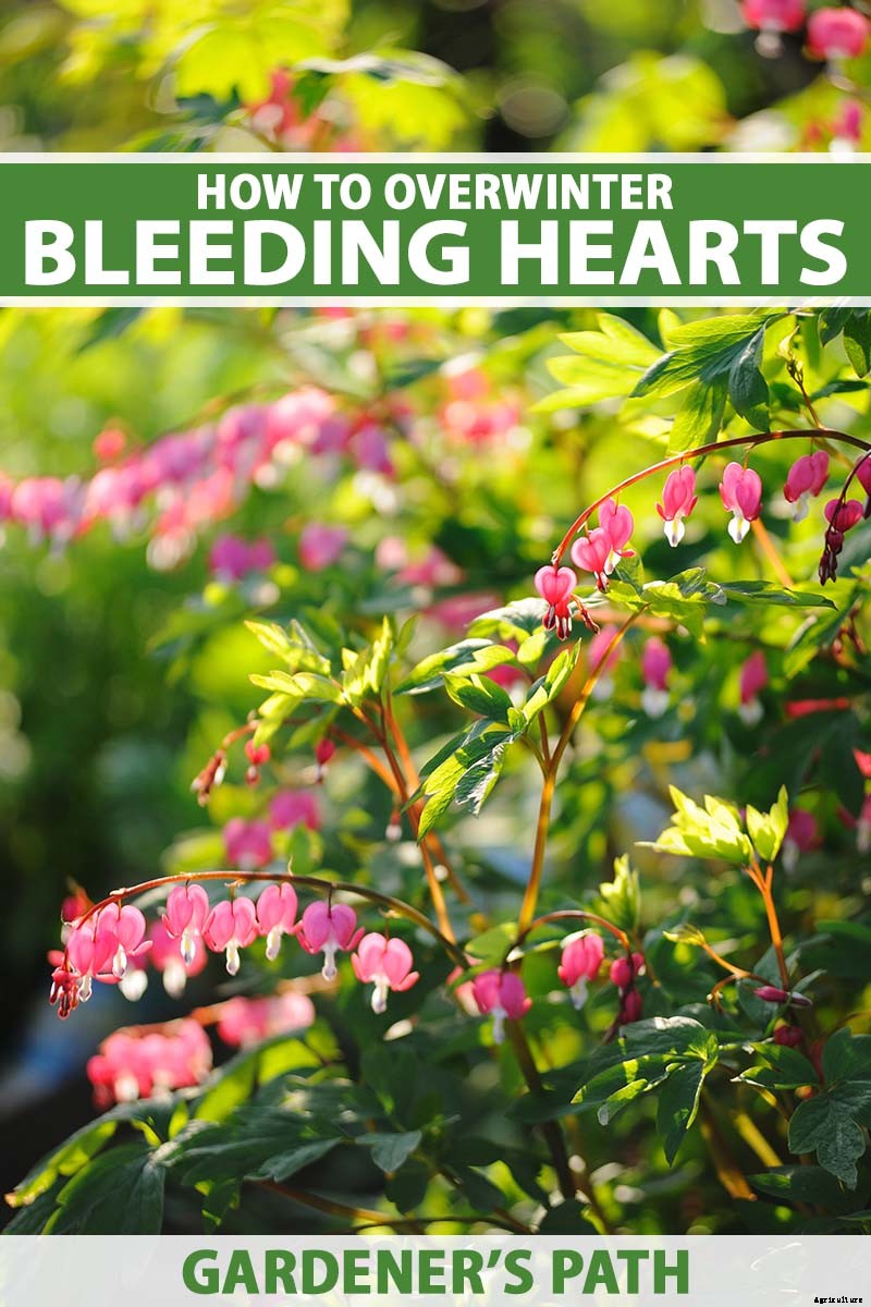 How to Prepare Bleeding Hearts for Winter
