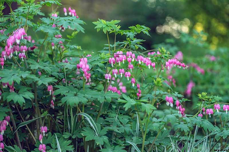 How to Prepare Bleeding Hearts for Winter