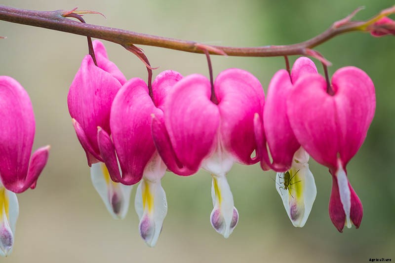 How to Prepare Bleeding Hearts for Winter