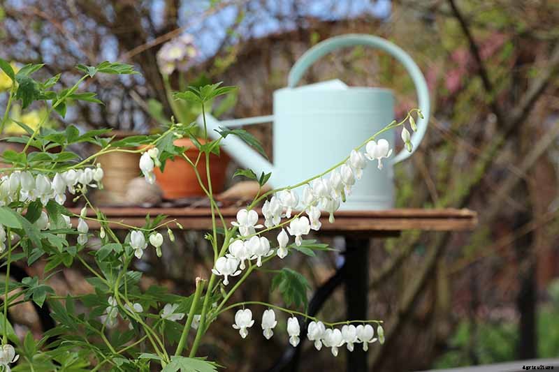 How to Prepare Bleeding Hearts for Winter