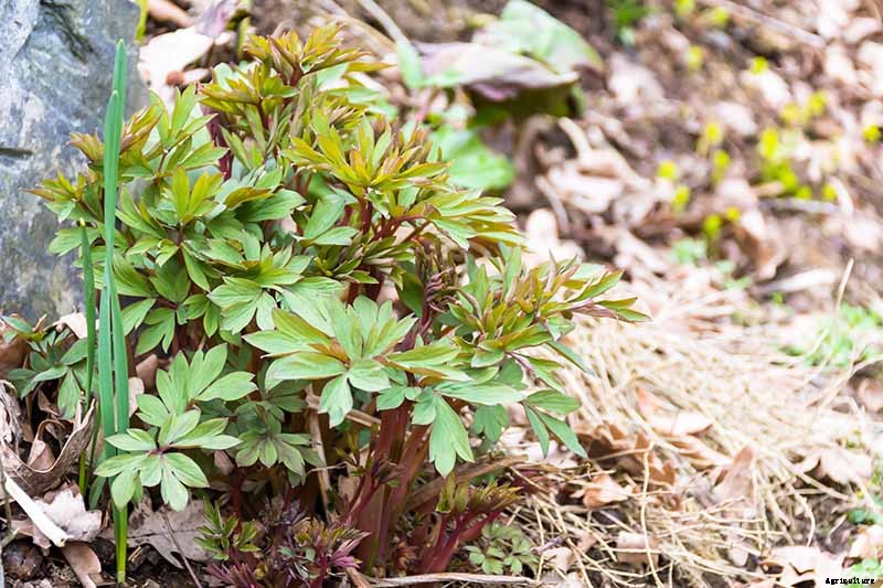 How to Prepare Bleeding Hearts for Winter