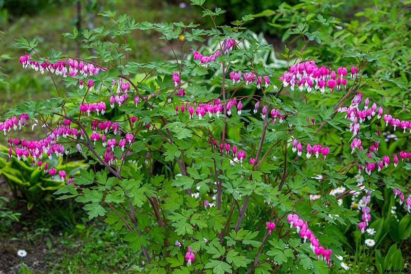 How to Prepare Bleeding Hearts for Winter