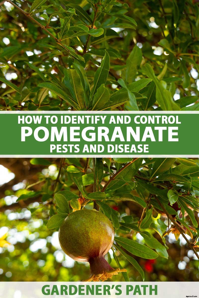 How to Identify and Control Pomegranate Pests and Diseases