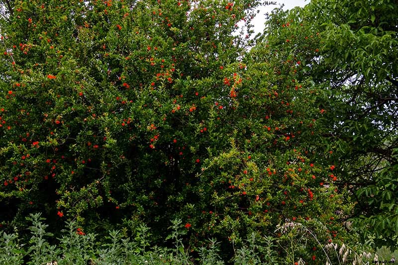 How to Identify and Control Pomegranate Pests and Diseases