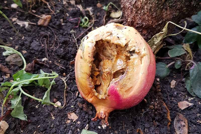 How to Identify and Control Pomegranate Pests and Diseases