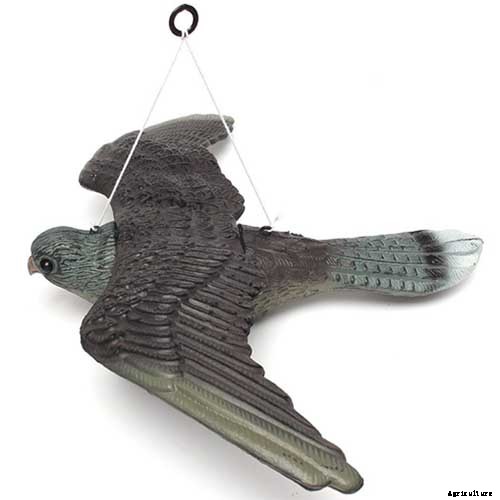 How to Identify and Control Pomegranate Pests and Diseases