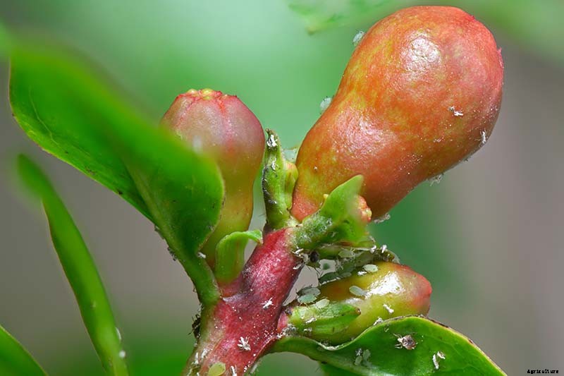 How to Identify and Control Pomegranate Pests and Diseases