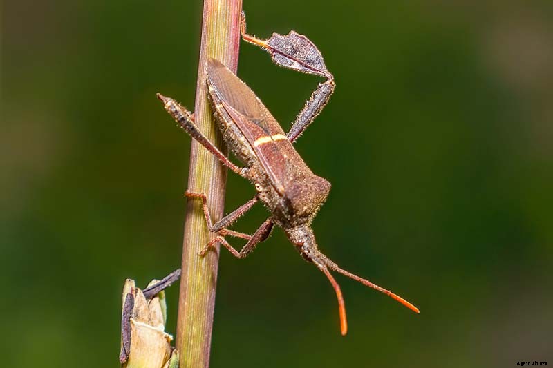 How to Identify and Control Pomegranate Pests and Diseases