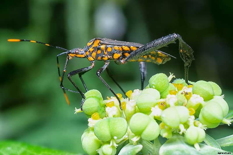 How to Identify and Control Pomegranate Pests and Diseases