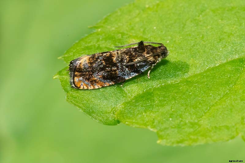 How to Identify and Control Pomegranate Pests and Diseases