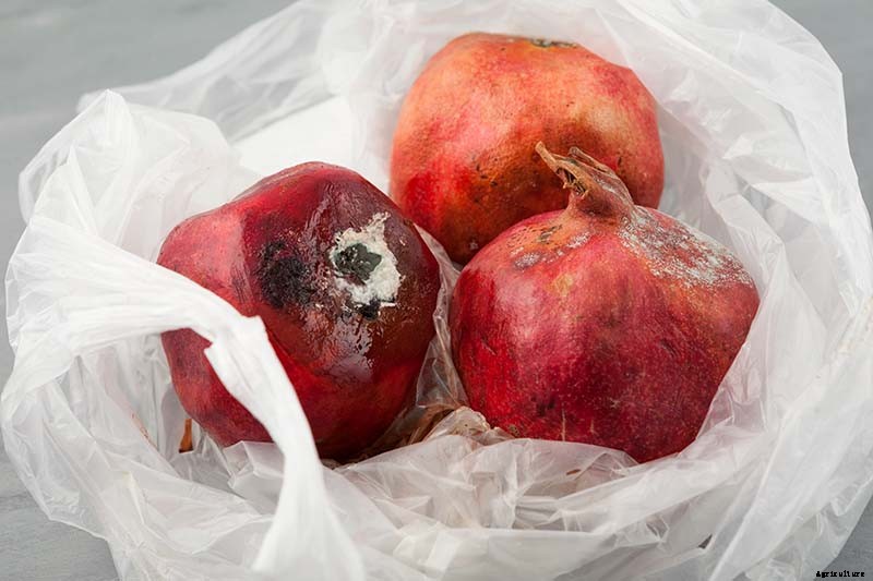 How to Identify and Control Pomegranate Pests and Diseases