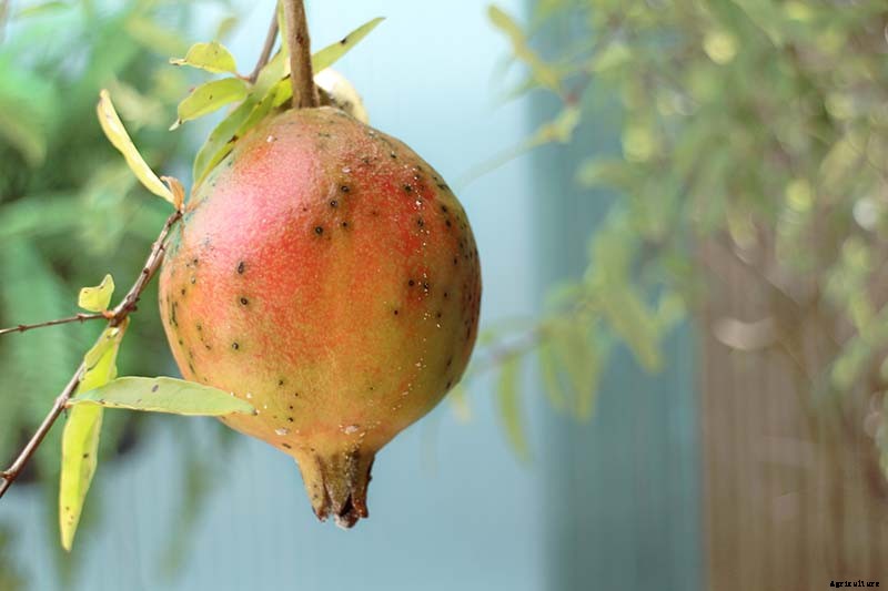 How to Identify and Control Pomegranate Pests and Diseases