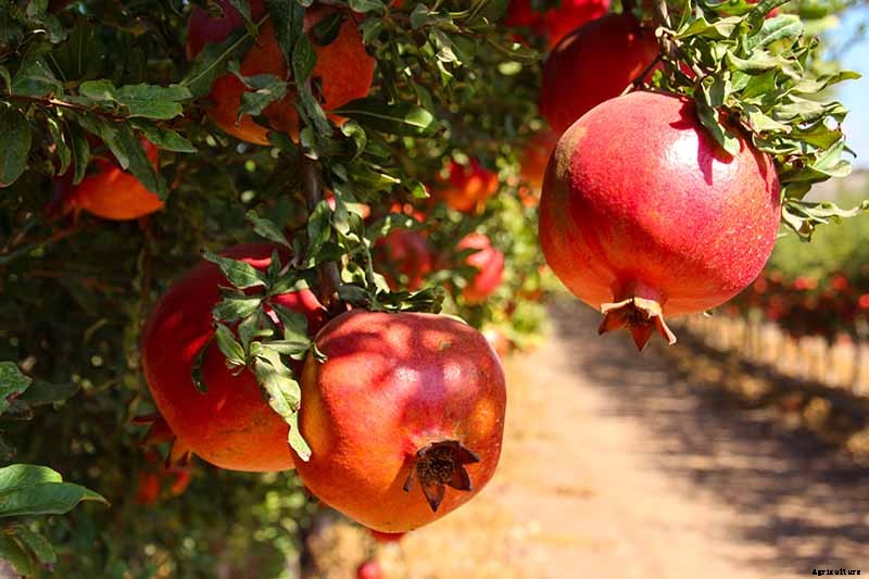 How to Identify and Control Pomegranate Pests and Diseases