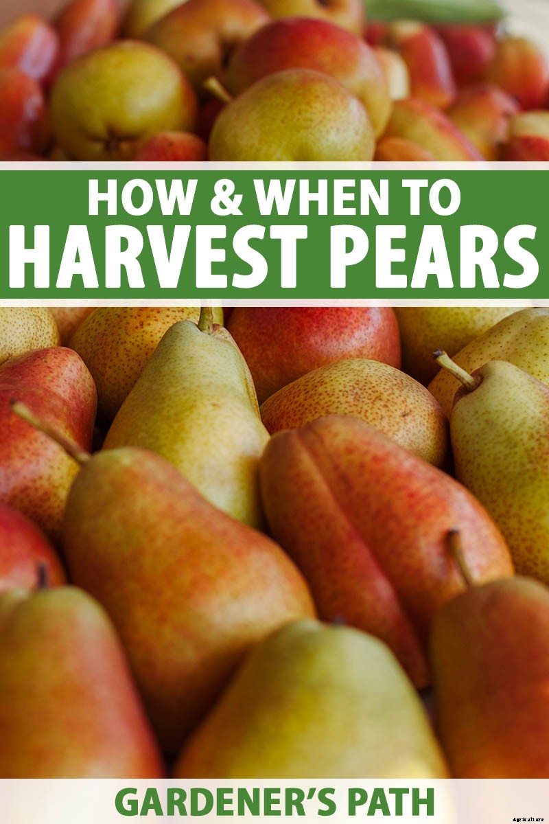 How and When to Harvest Pears from the Home Orchard