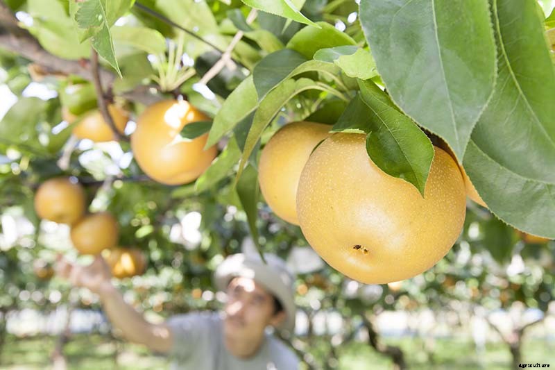 How and When to Harvest Pears from the Home Orchard