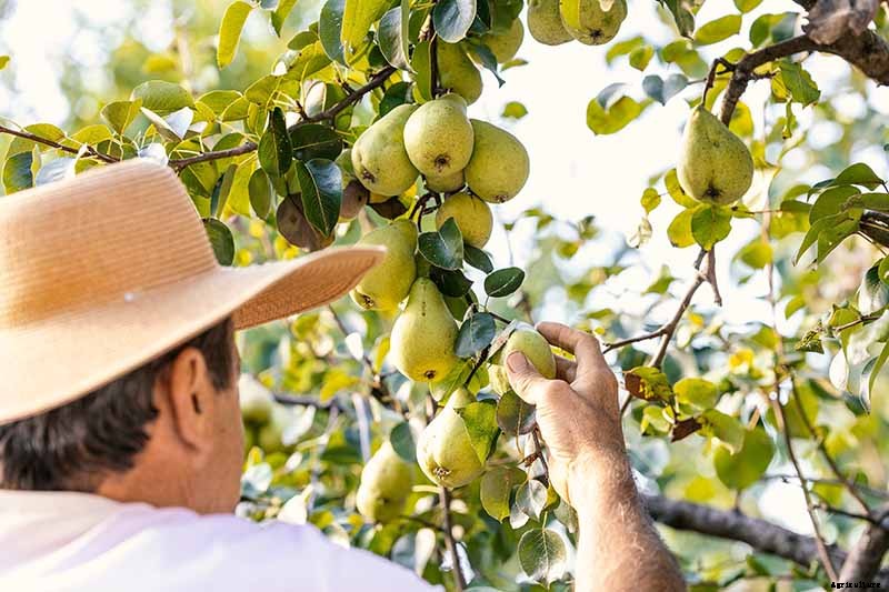 How and When to Harvest Pears from the Home Orchard