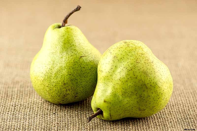 How and When to Harvest Pears from the Home Orchard