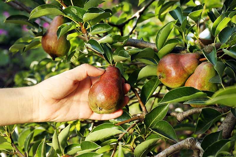 How and When to Harvest Pears from the Home Orchard