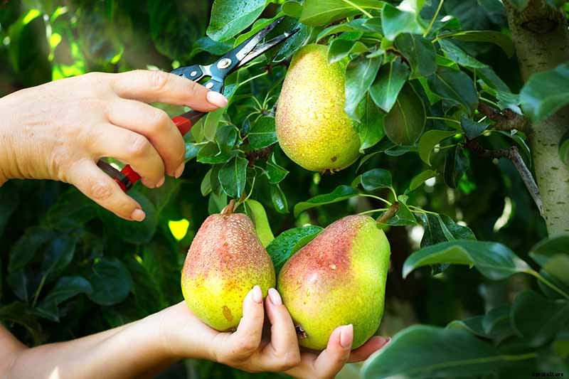 How and When to Harvest Pears from the Home Orchard
