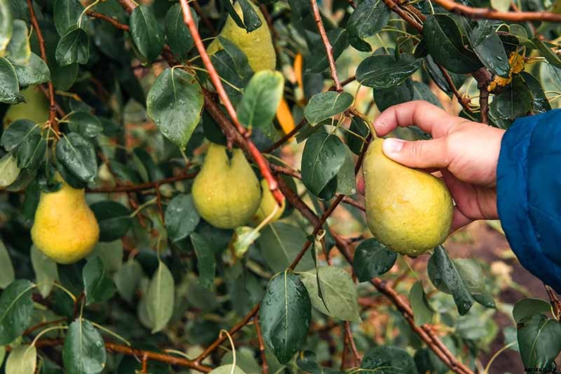 How and When to Harvest Pears from the Home Orchard