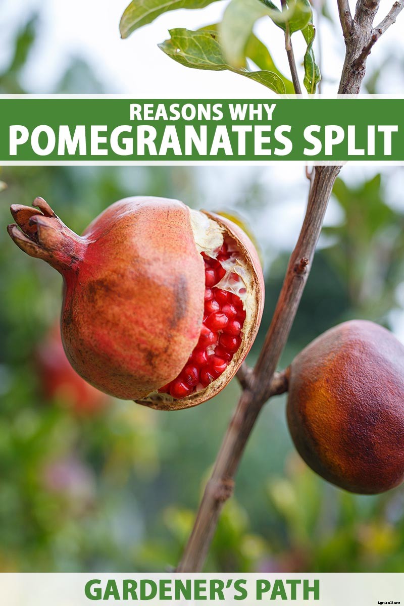 What Causes Pomegranate Fruits to Crack or Split?