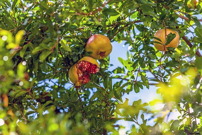 What Causes Pomegranate Fruits to Crack or Split?