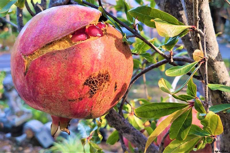 What Causes Pomegranate Fruits to Crack or Split?