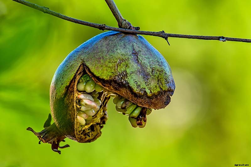 What Causes Pomegranate Fruits to Crack or Split?
