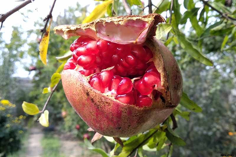 What Causes Pomegranate Fruits to Crack or Split?