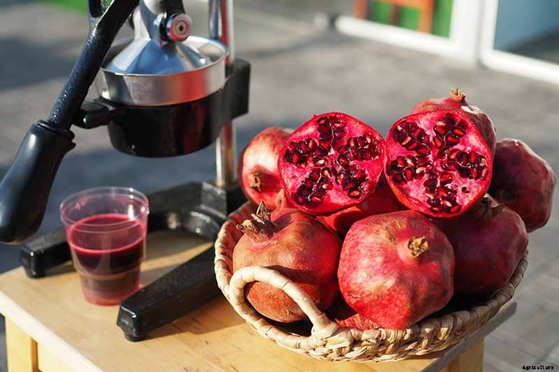What Causes Pomegranate Fruits to Crack or Split?