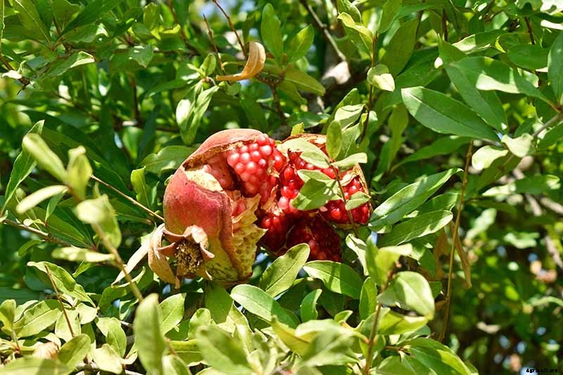 What Causes Pomegranate Fruits to Crack or Split?