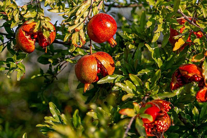 What Causes Pomegranate Fruits to Crack or Split?