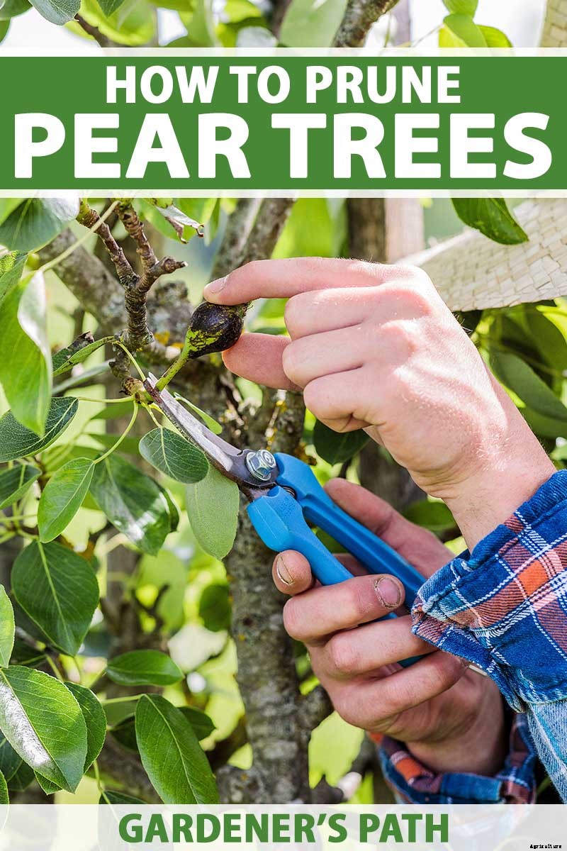How and When to Prune Pear Trees