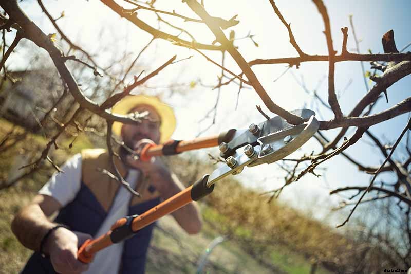 How and When to Prune Pear Trees