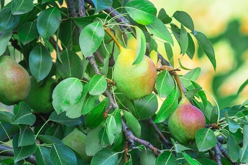 How and When to Prune Pear Trees