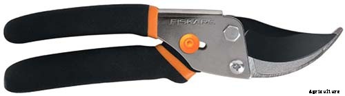 How and When to Prune Pear Trees