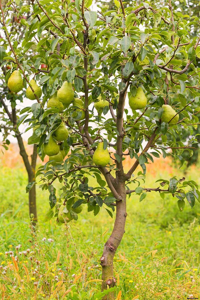 How and When to Prune Pear Trees