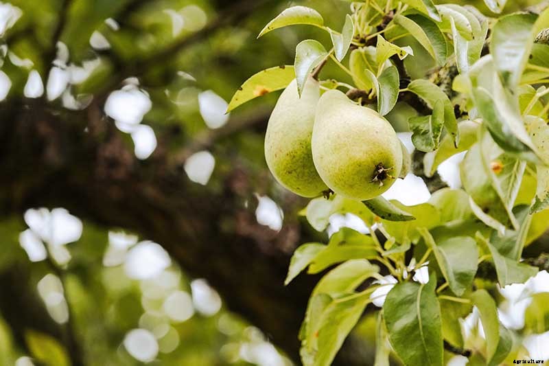 How and When to Prune Pear Trees